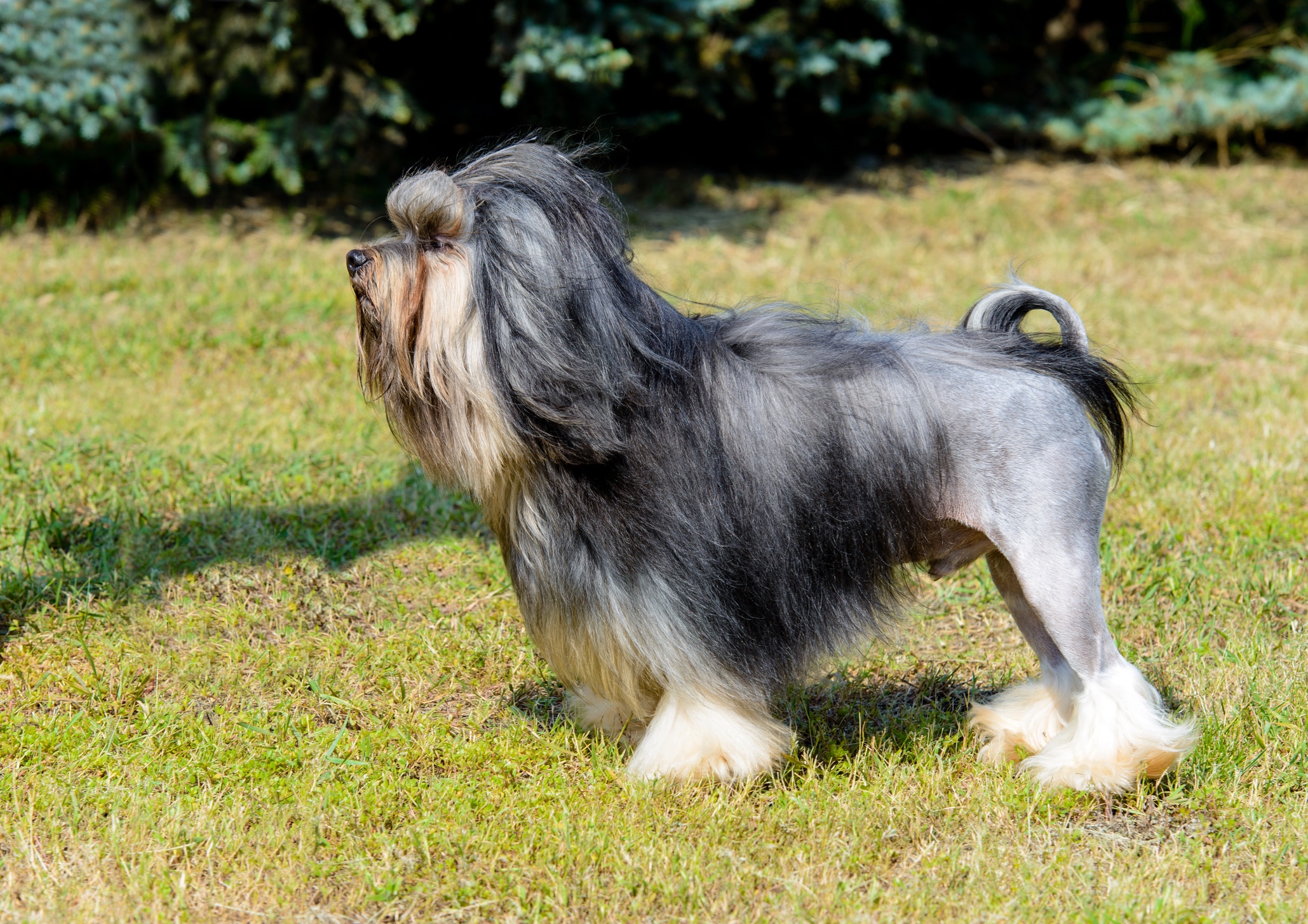 black and tan lowchen dog with a lion haircut standing in grass, profile view.