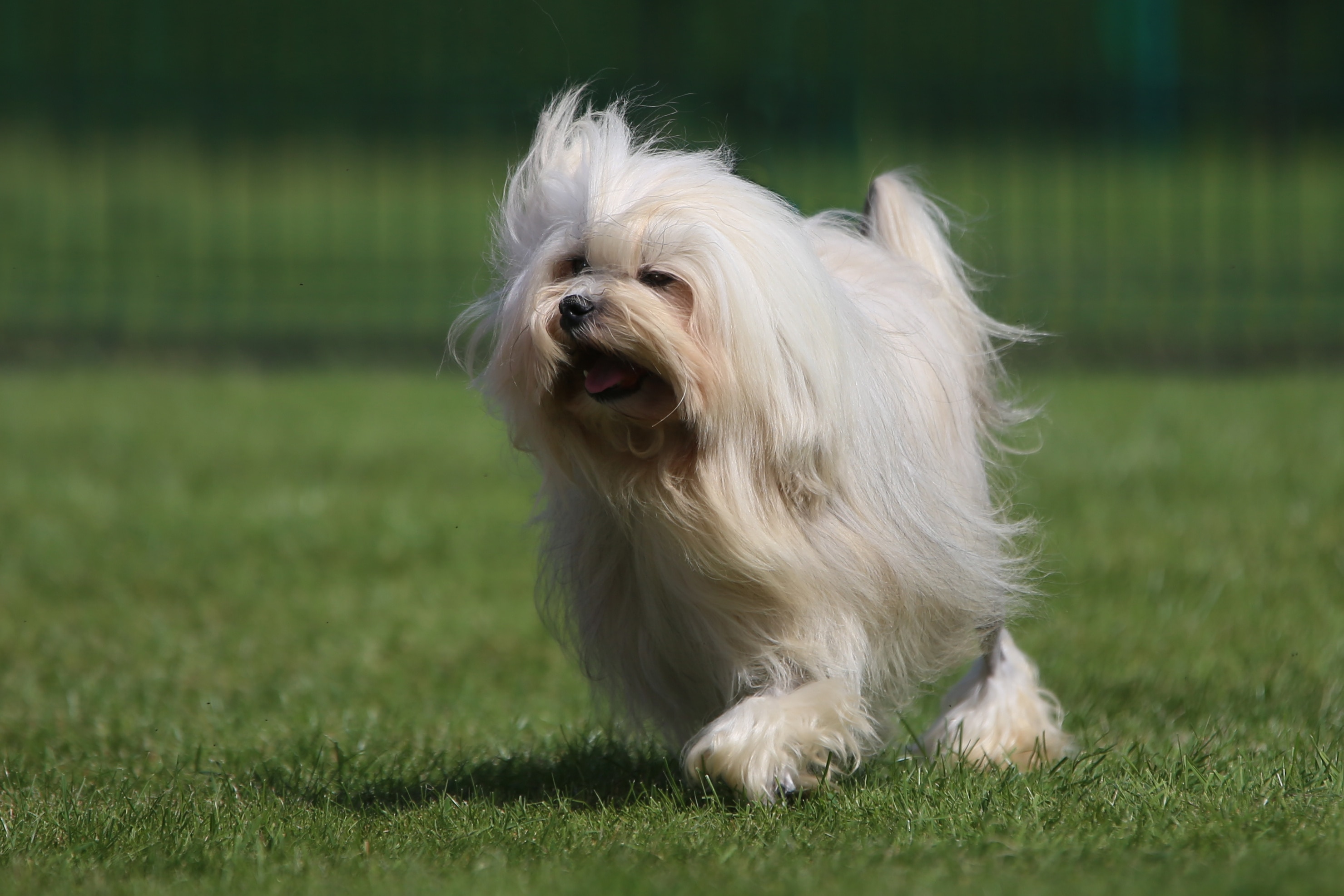 white longhaired lowchen dog walking across grass.