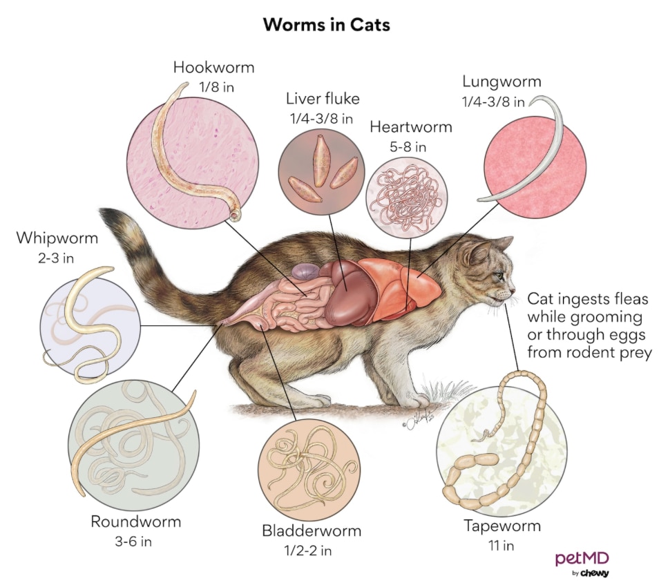 heartworm disease in cats; a diagram of worms in cats.