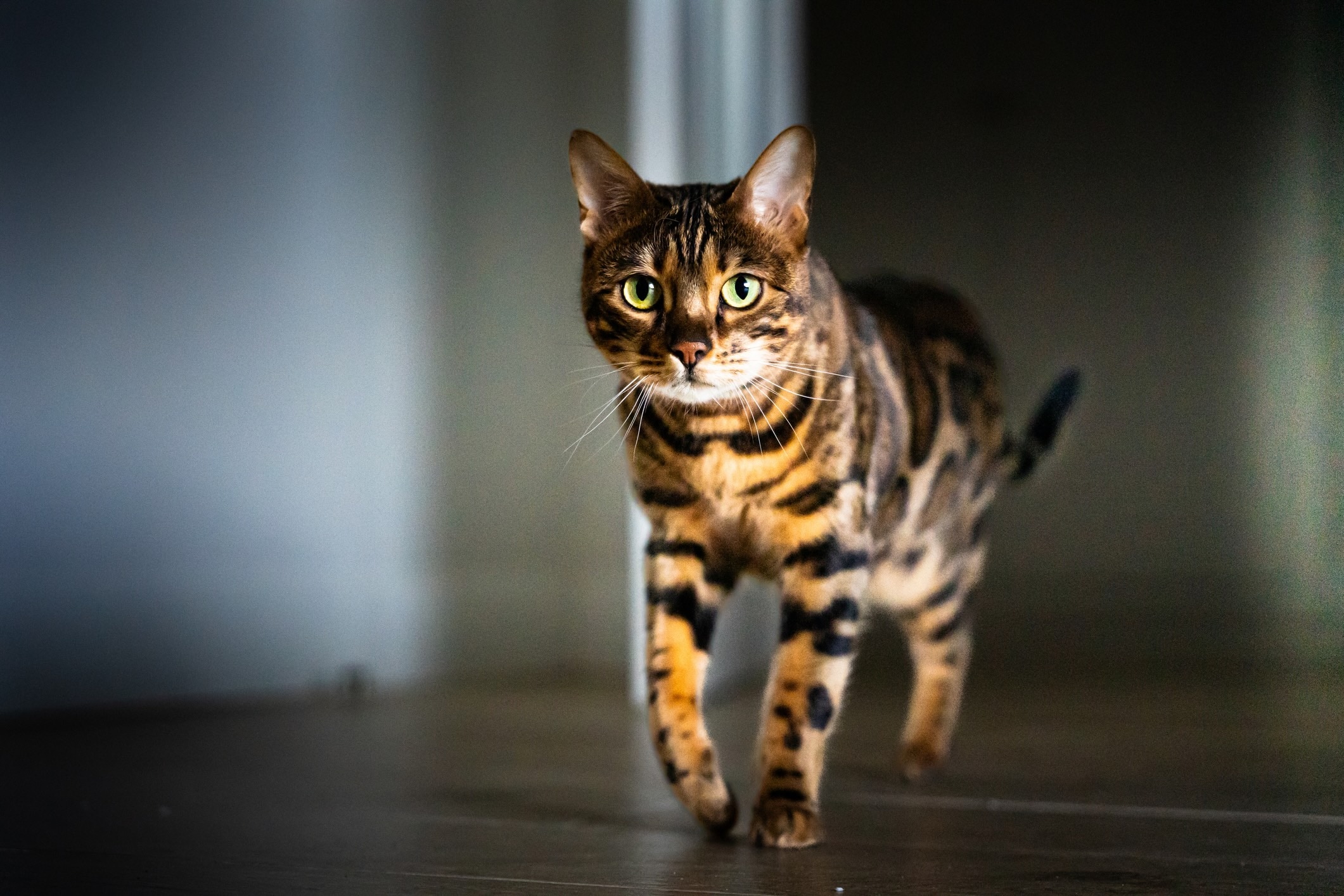 bengal cat walking in a shadowy hallway