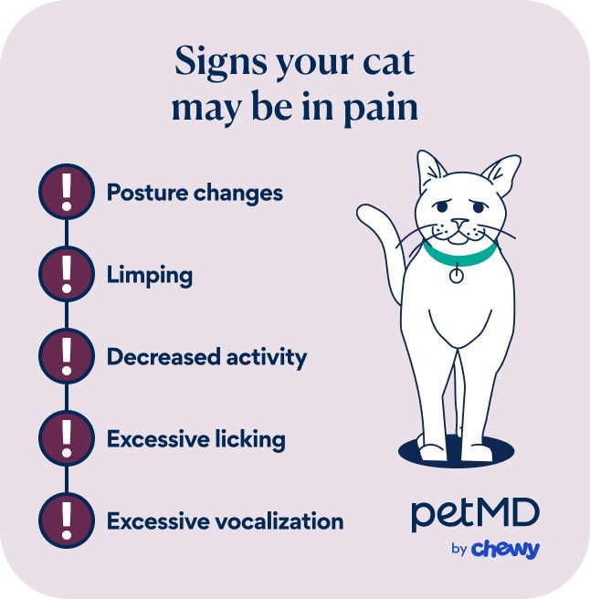 Signs your cat may be in pain include posture changes, limping, decreased activity, excessive licking, and excessive vocalization
