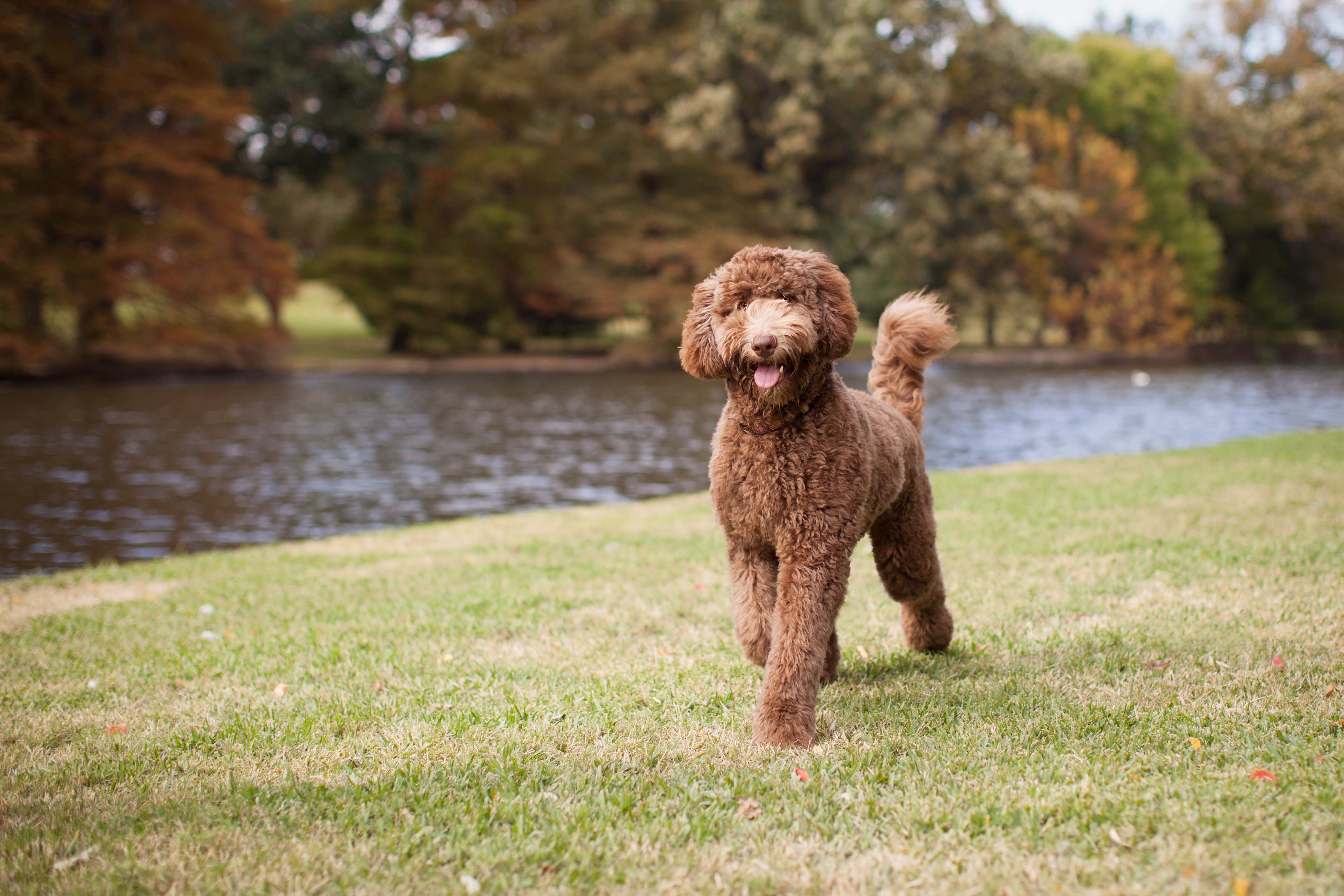 brown standard labradoodle walking in a park