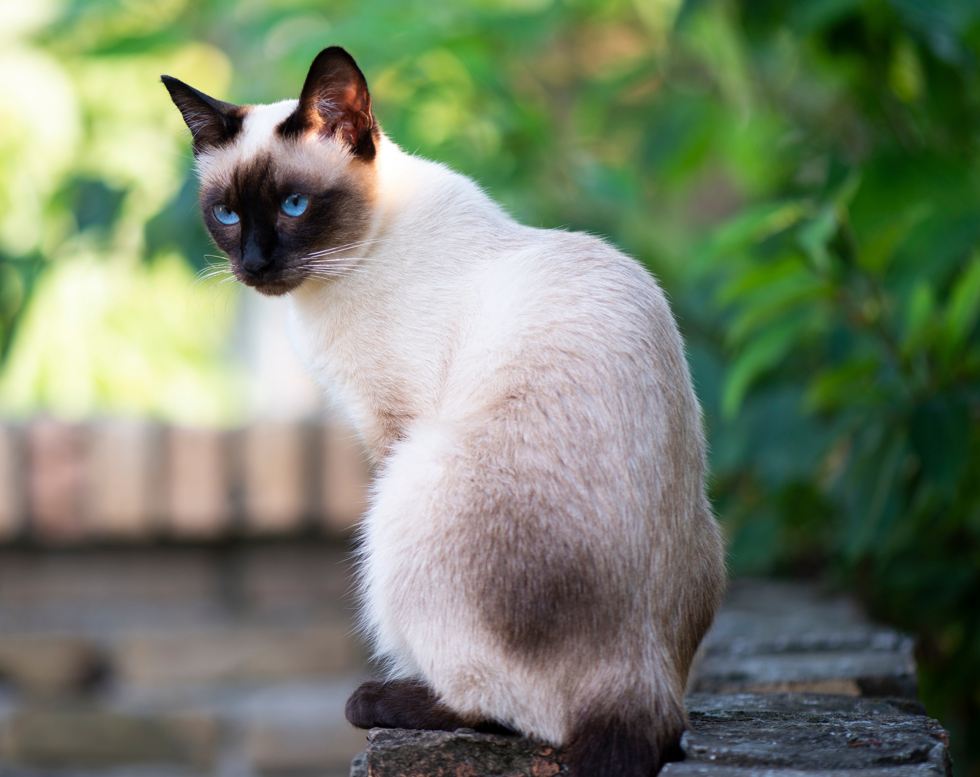 siamese cat sitting outside 
