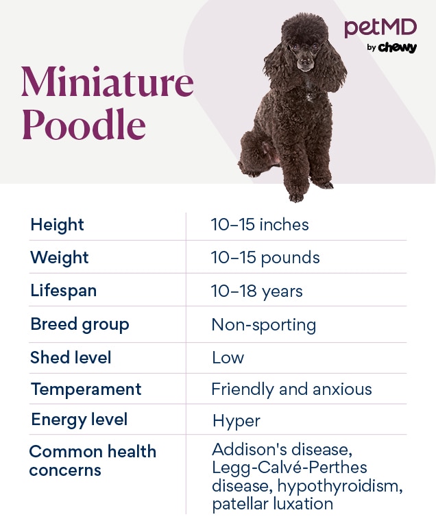 chart depicting a miniature poodle dog's characteristics
