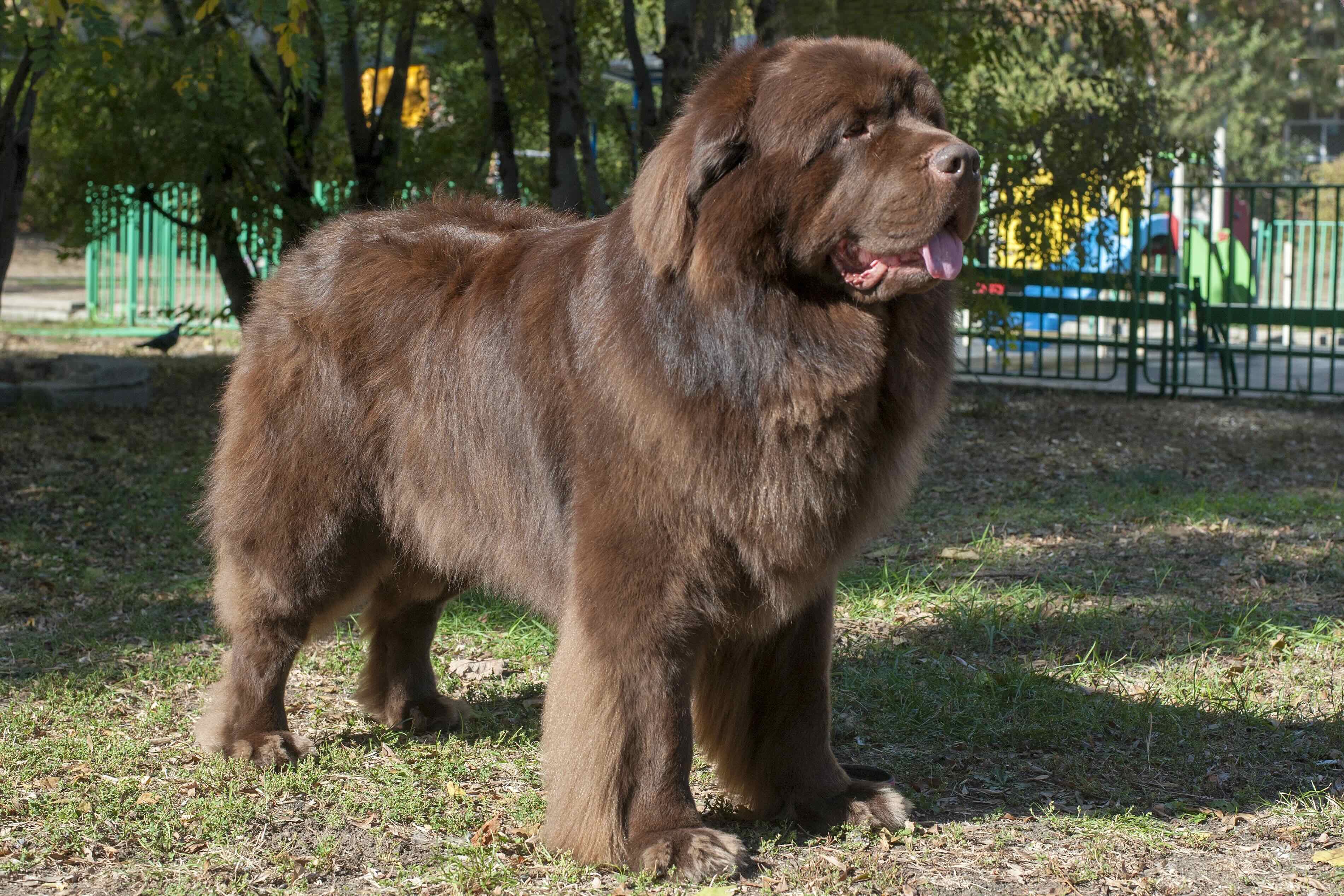 brown newfoundland dog standing in grass