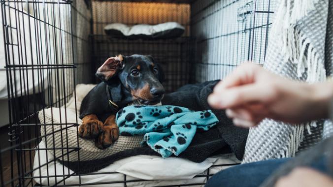 Photo of a Doberman puppy in a dog crate. Crate training a puppy is an essential skill for new dog parents.