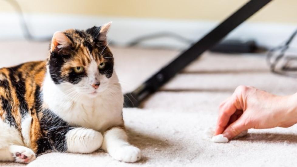 human wiping up cat vomit next to cat while tabby watches