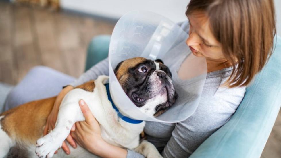 dog with cone on
