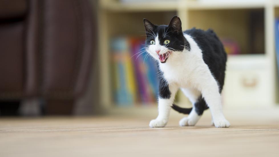 black and white cat hissing