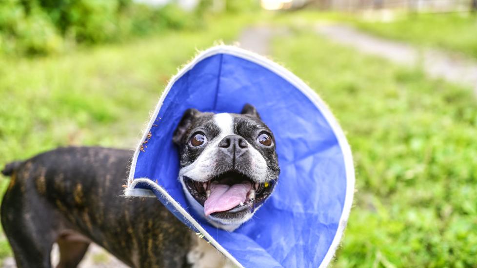 dog-with-blue-cone-around-head