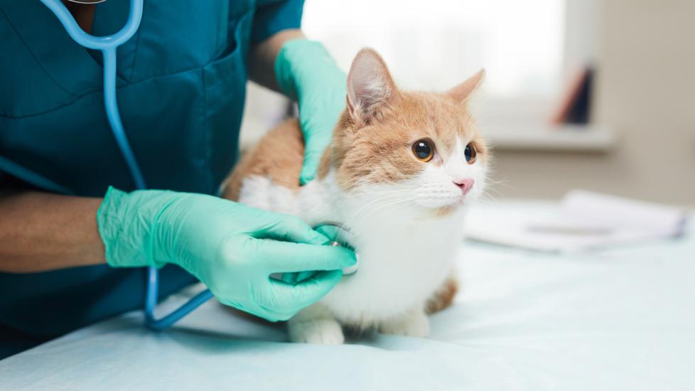 Vet examining the pet stock photo