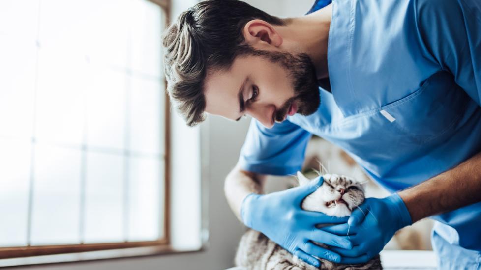 Vet examining cat