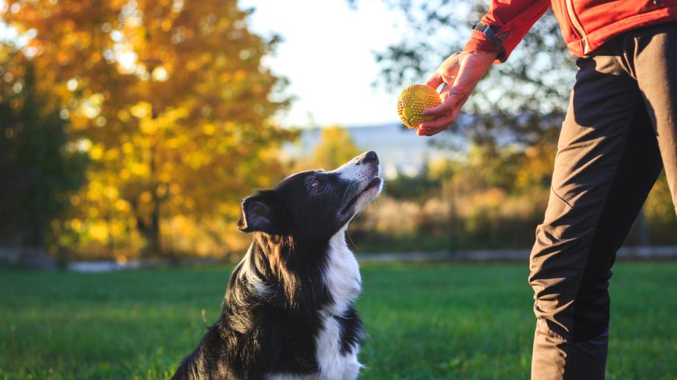 border-collie-sitting-looking-at-tennis-ball