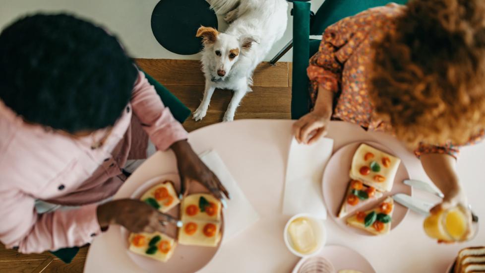 dog looking up at people eating