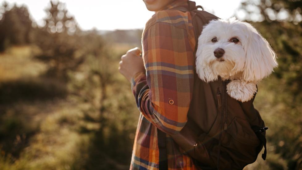 small-white-dog-in-backpack
