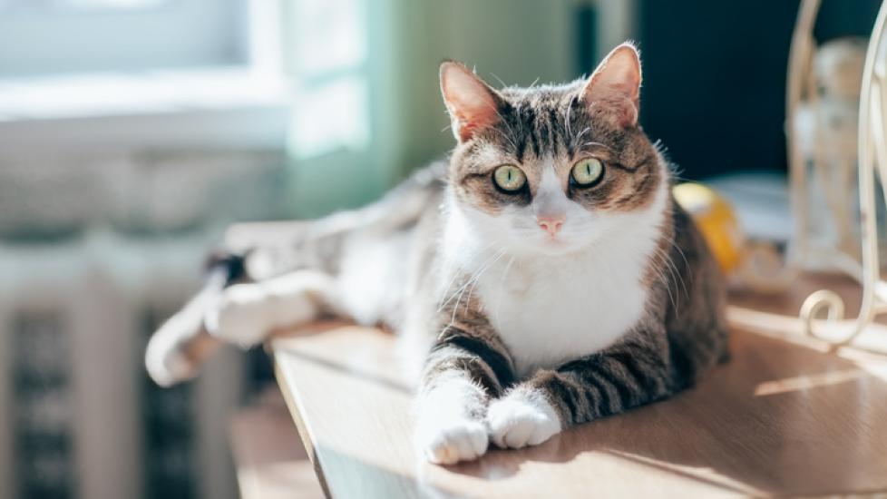 brown tabby and white cat lying on a table