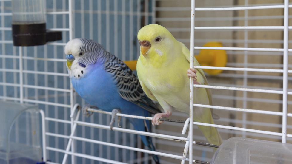 Parakeets perched on the edge of their cage
