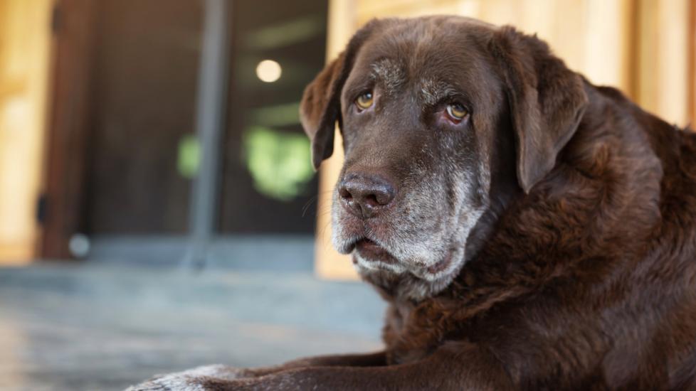 senior-chocolate-lab-laying-on-porch