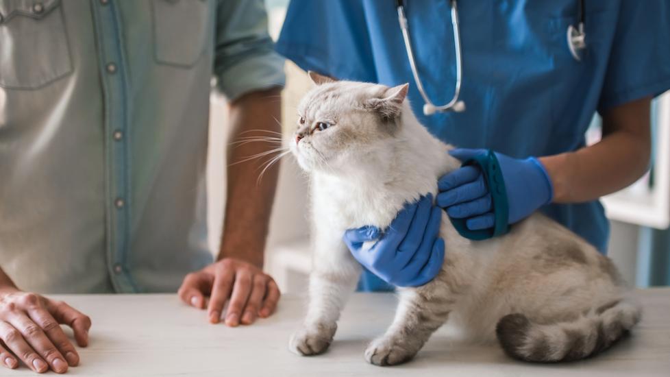Cat at vet