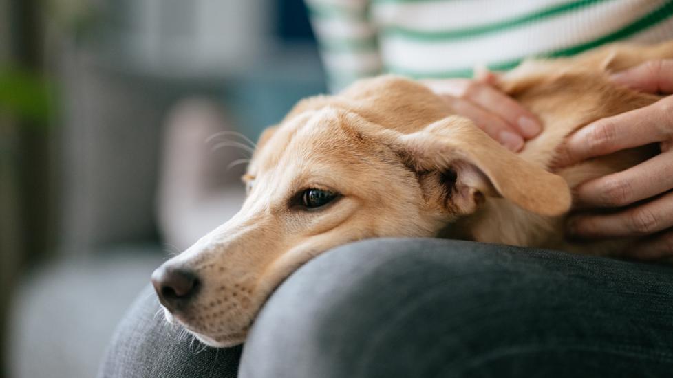 dog-laying-on-lap