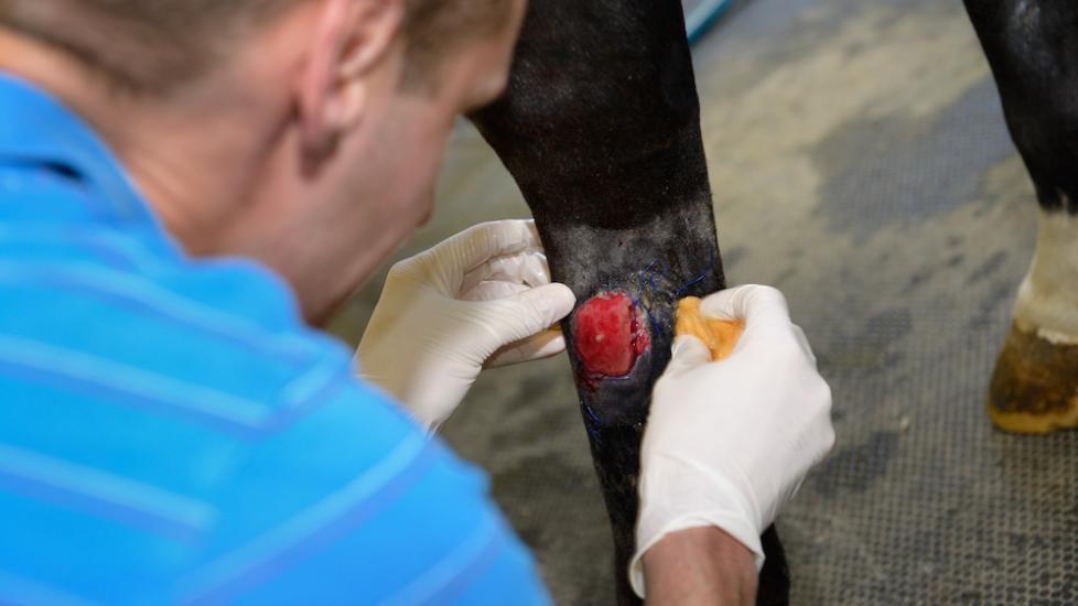 Proud flesh on horse leg