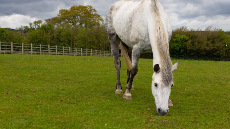 Gray horse grazing