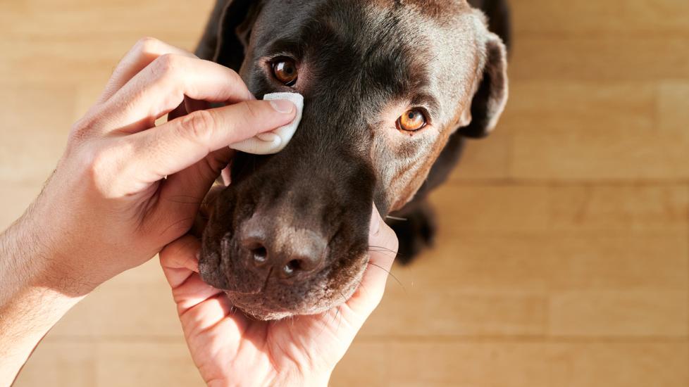 A dog wipes a dog's eyes.