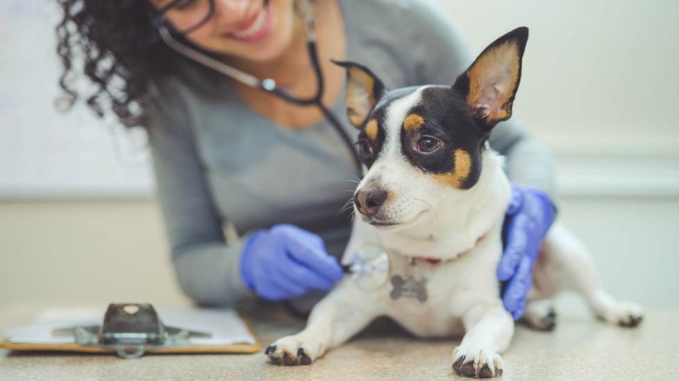 vet hugging dog on vet table