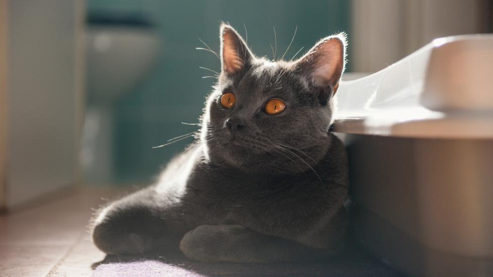 A cat rests outside of their litter box.