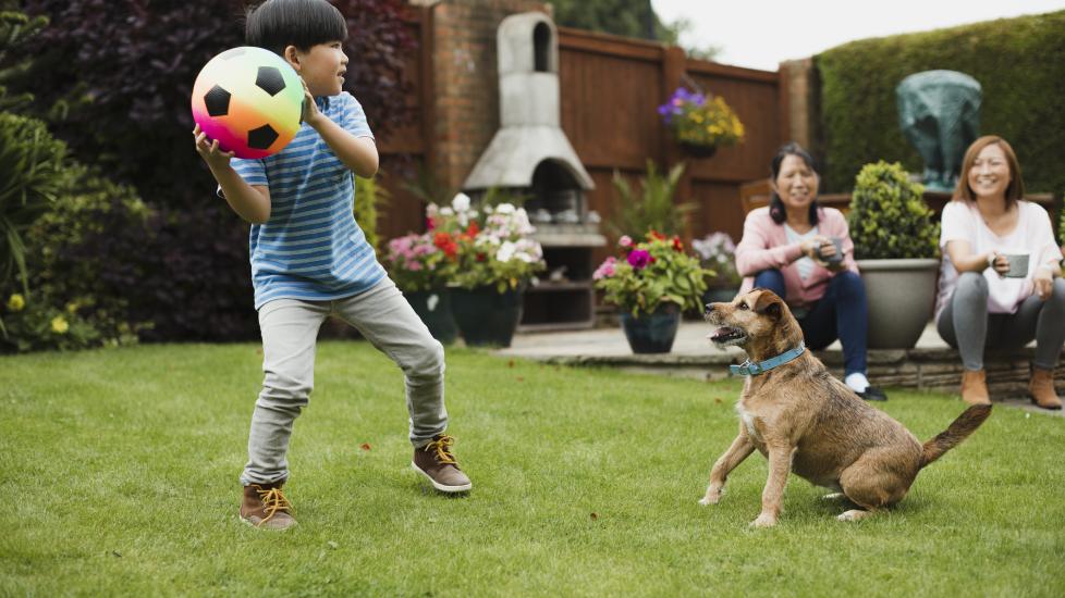 A dog plays with his family.