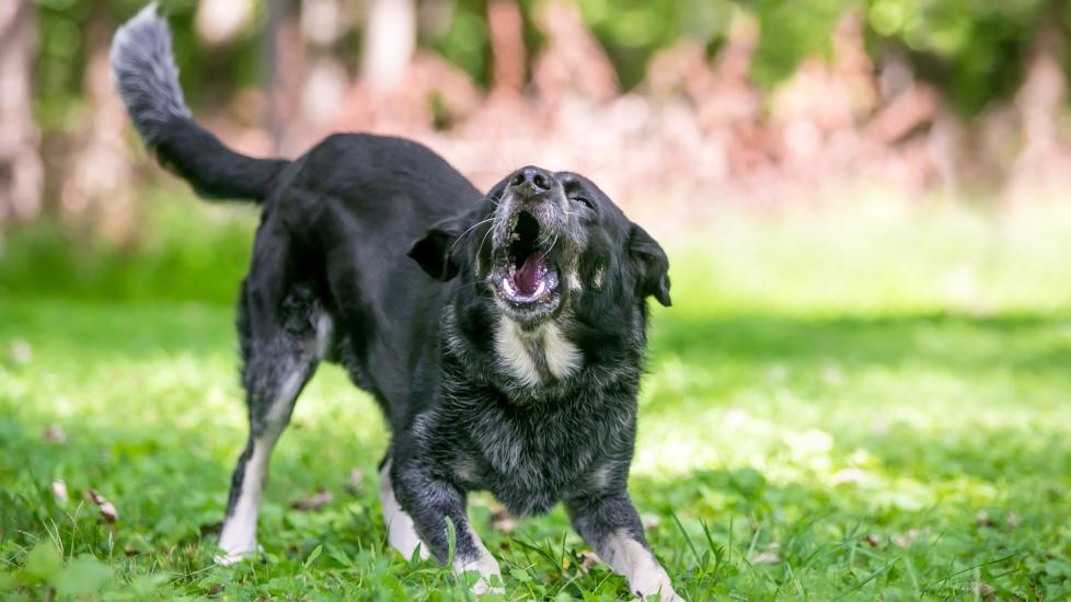 black and white dog barking in grass