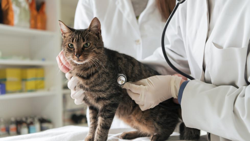 cat getting heart checked at vet