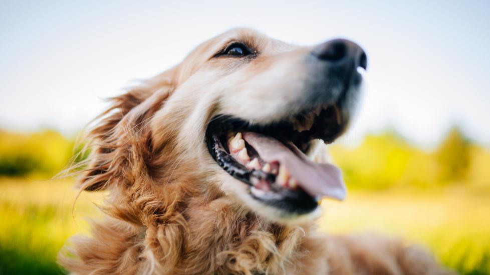 A Golden Retriever smiles at the camera.
