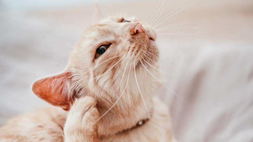 A cat scratches her ears.