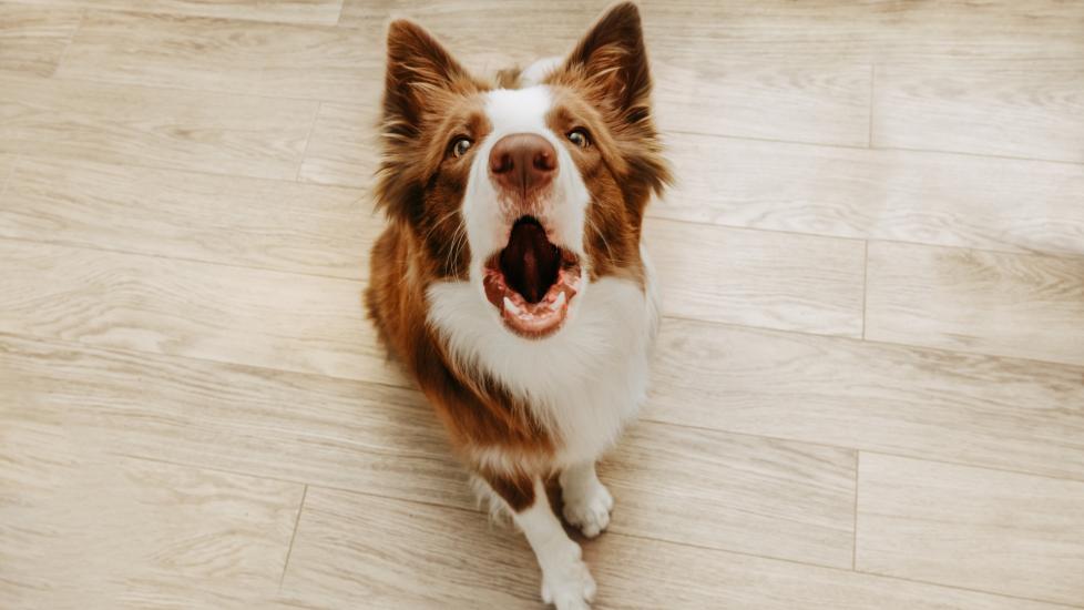 brown border collie barking