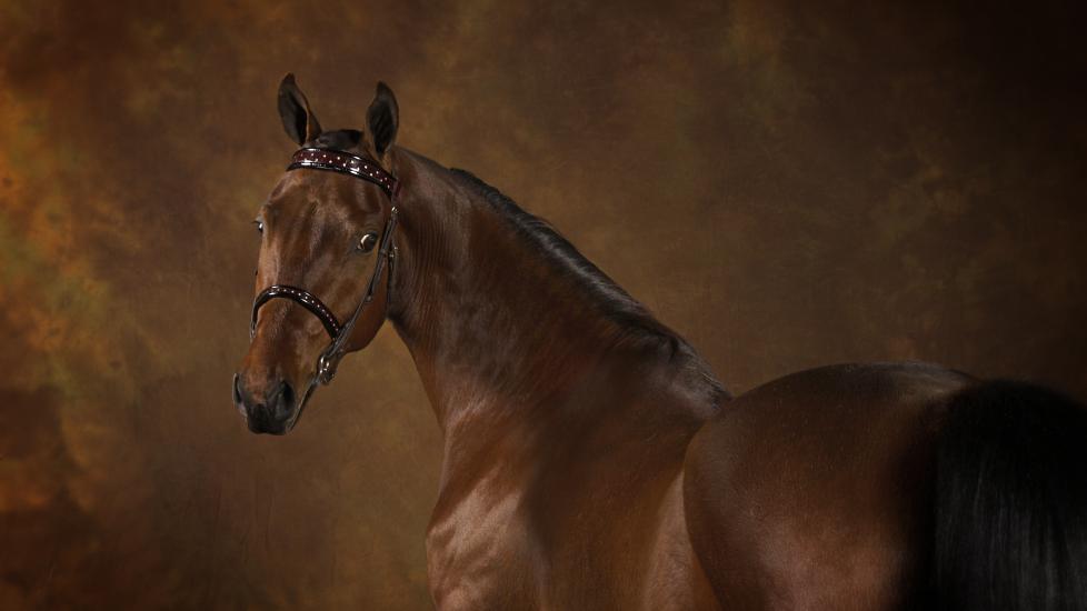 Fancy Morgan horse posing for a photo with brown background