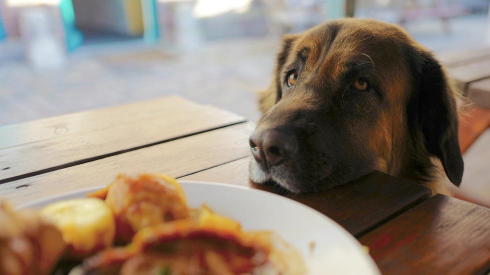 can dogs eat sweet potatoes: dog staring longingly at plate of food