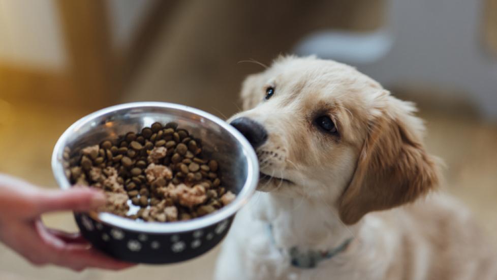 Photo of a hand holding a dog food bowl, extended in order to feed a puppy