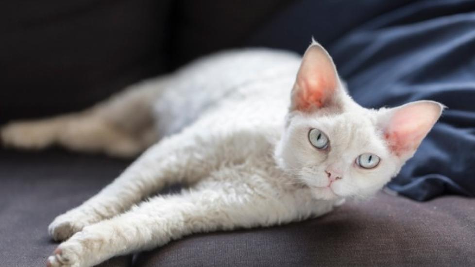 white devon rex cat lounging on their side